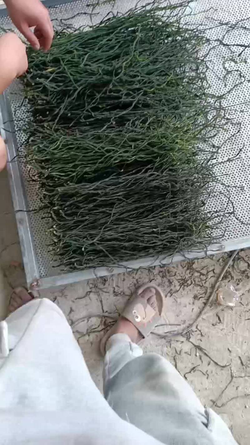 【牛商推荐】干豆角精品干豆角可对接商超批发一手货源量大
