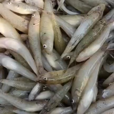 小黄鱼麦穗鱼