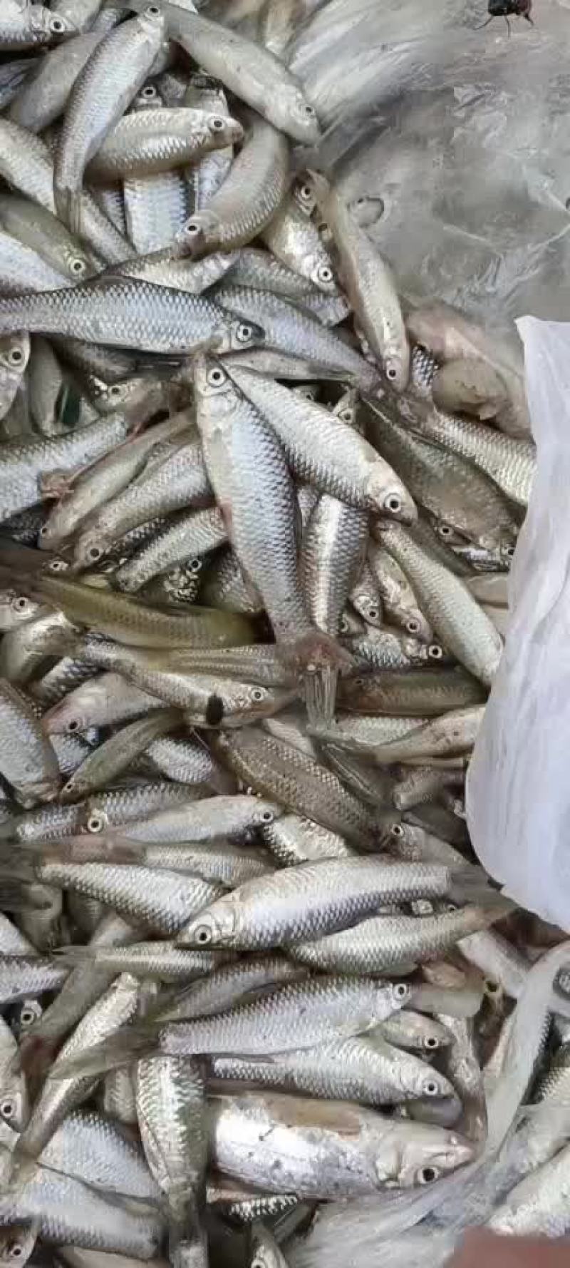 小黄鱼麦穗鱼