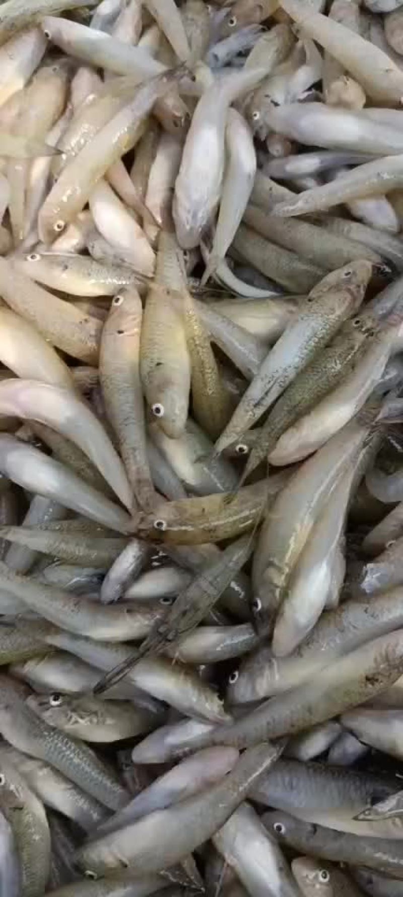 小黄鱼麦穗鱼