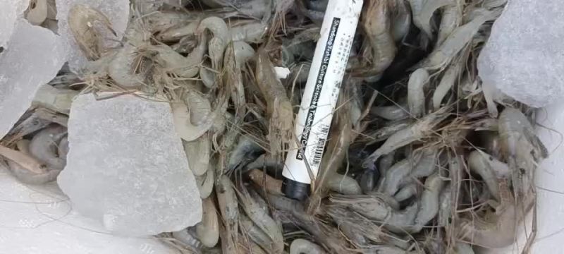 小黄鱼麦穗鱼