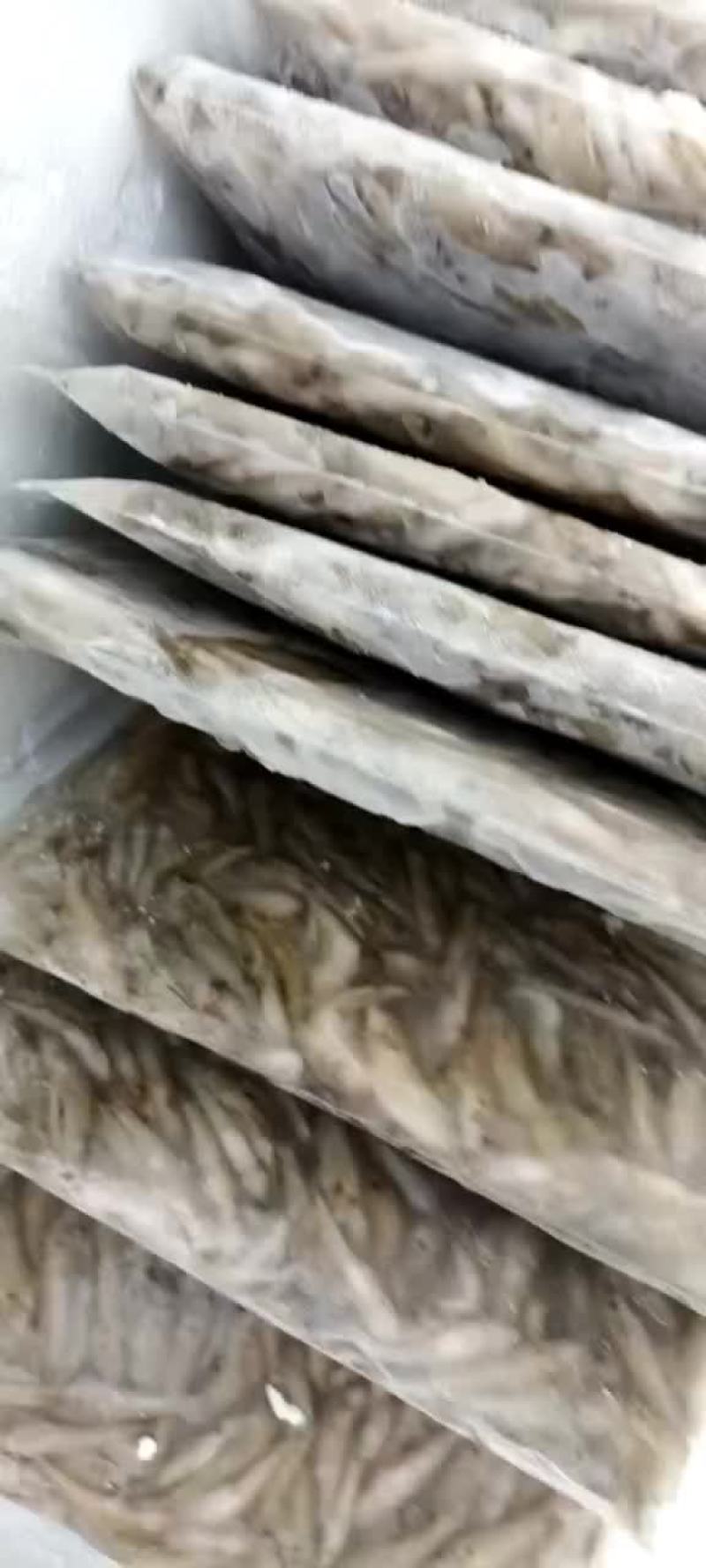 小黄鱼麦穗鱼
