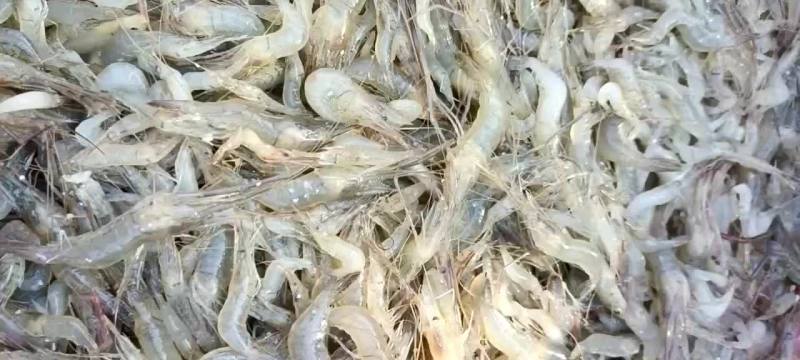 小黄鱼麦穗鱼