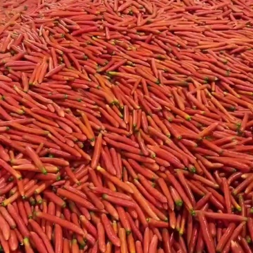 大荔秤杆红萝卜，条子直，颜色红，小精品，中条，大量有货