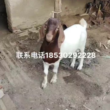 波杂肉羊育肥羊淘态大公羊
