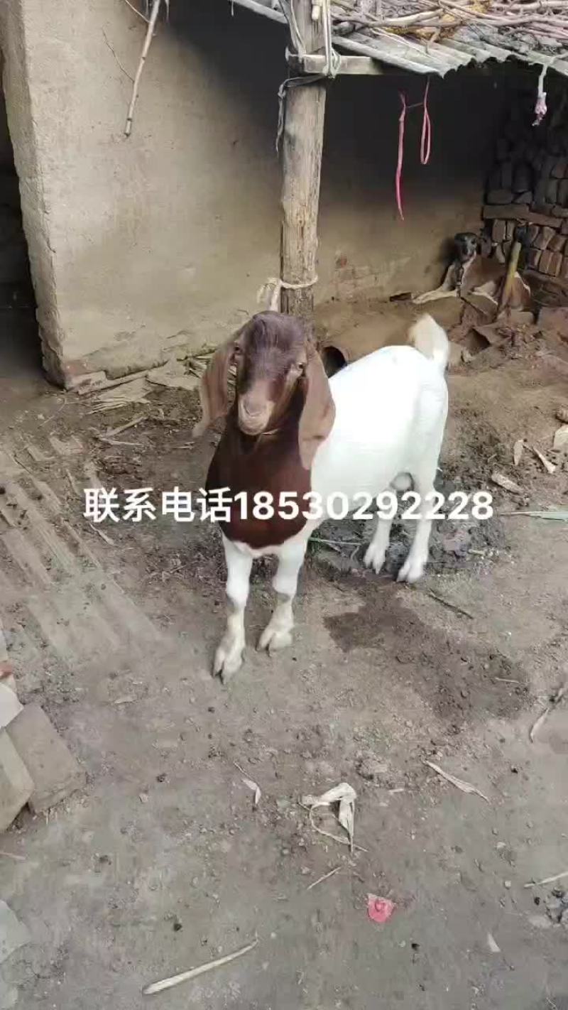 波杂肉羊育肥羊淘态大公羊