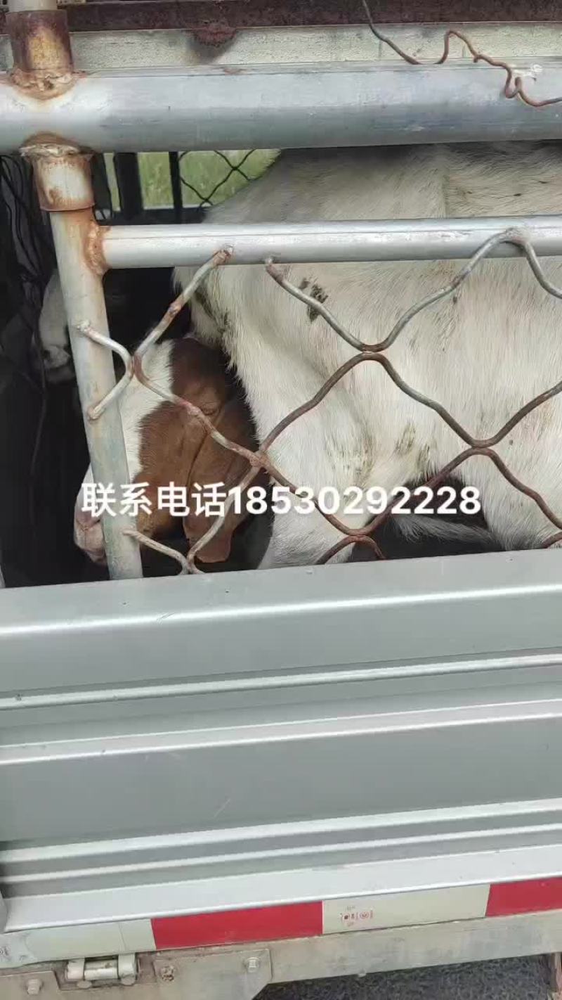 波杂肉羊育肥羊淘态大公羊