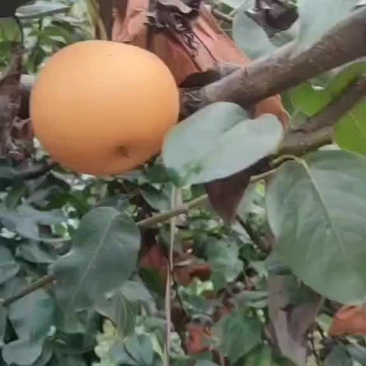 秋月