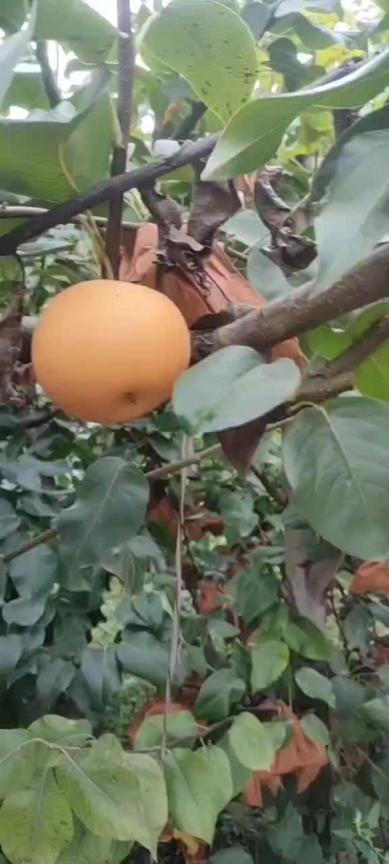 秋月