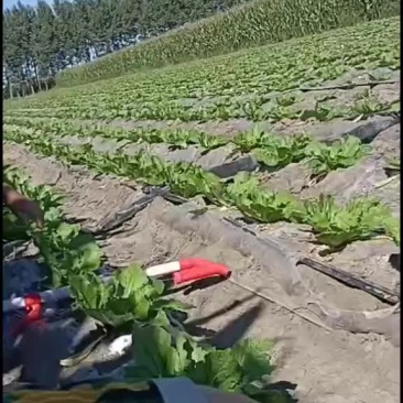 东北大白菜
