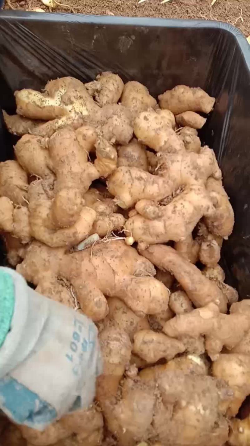 莒县玉黄大姜