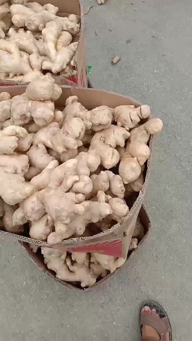 莒县玉黄大姜