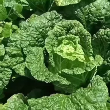 黄心白菜