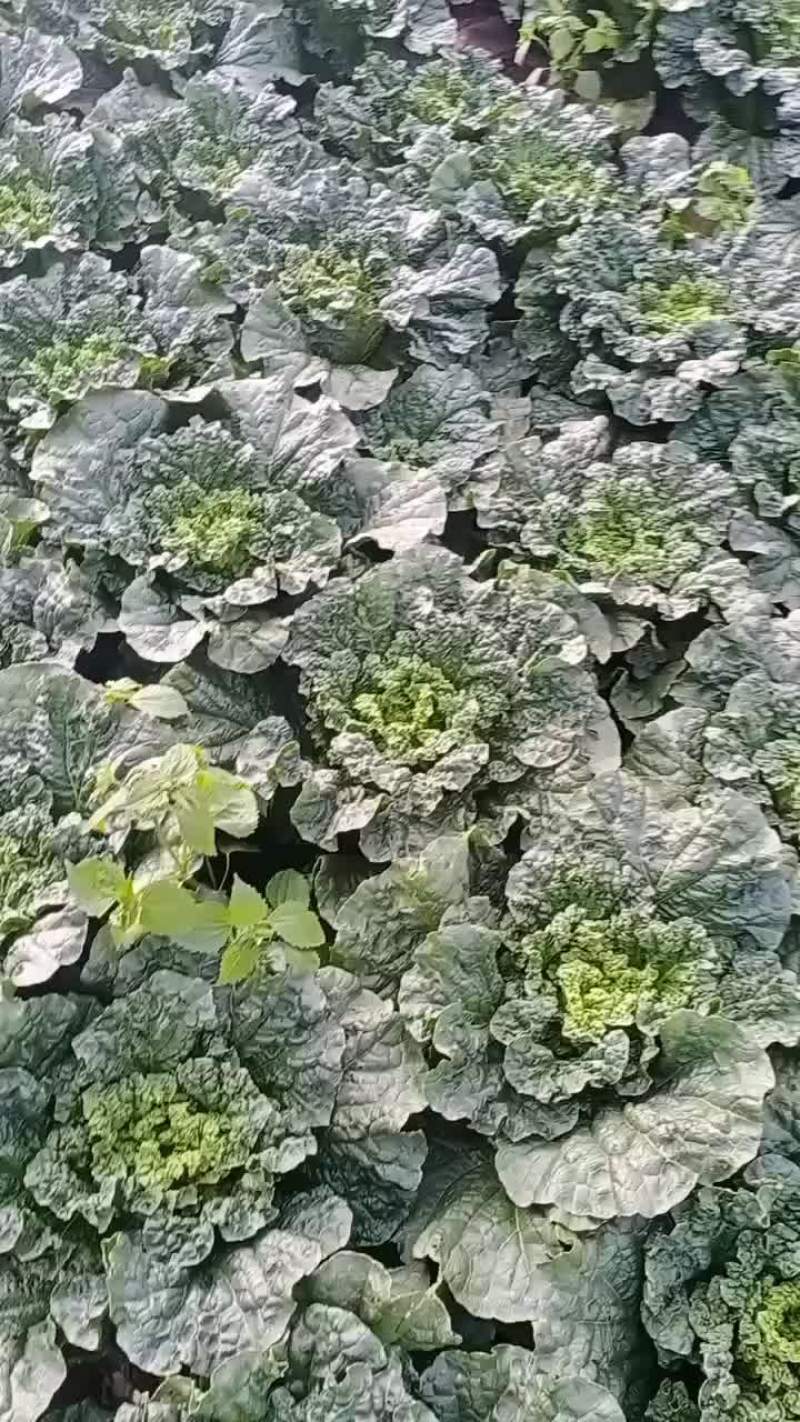 黄心白菜