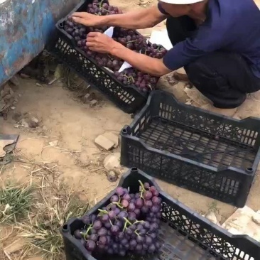 巨峰葡萄开剪了，果甜粒大需要的联系啦