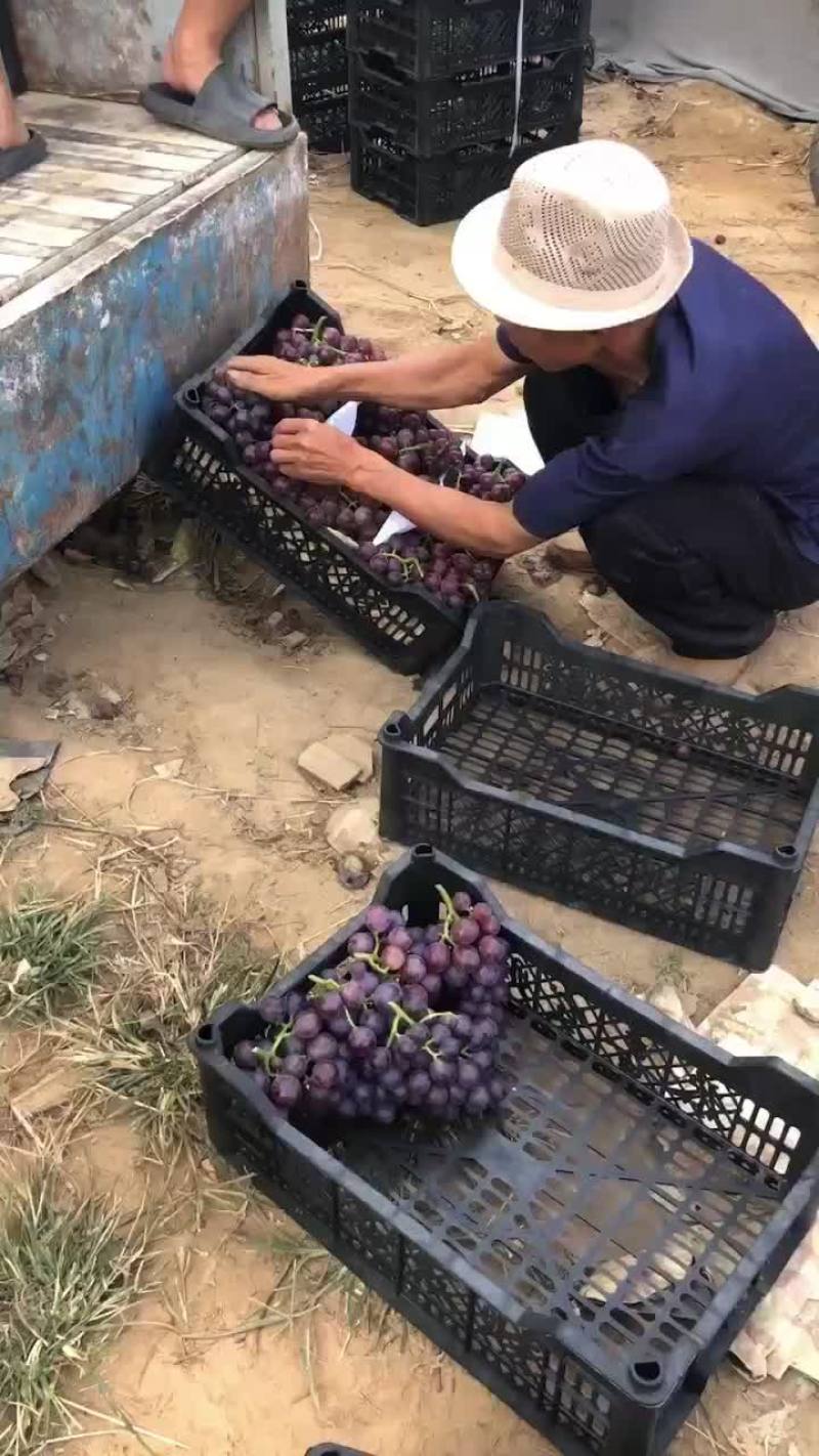 巨峰葡萄开剪了，果甜粒大需要的联系啦