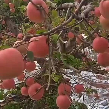 寒亩苹果大量上市
