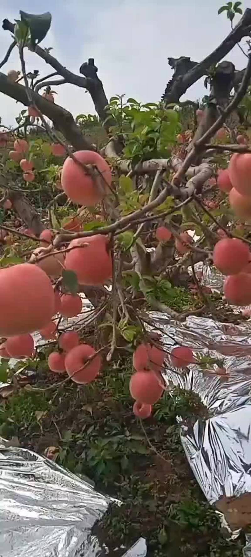 寒亩苹果大量上市