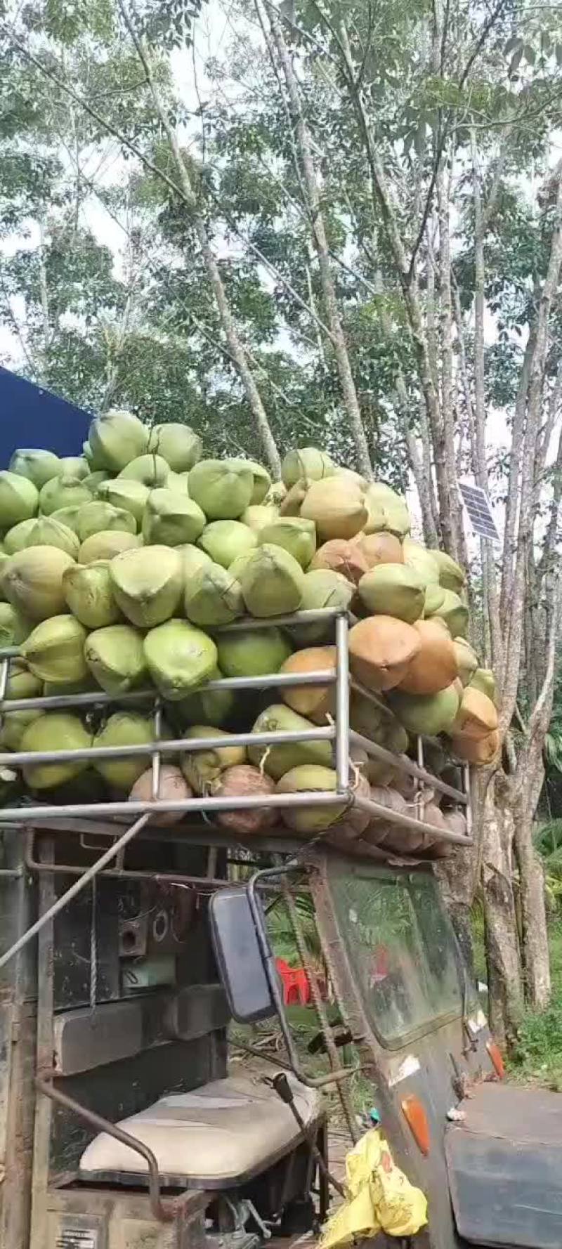 椰子