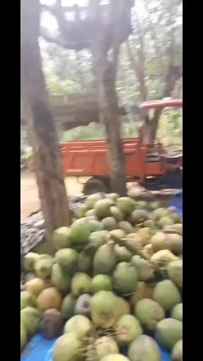 椰子