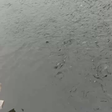 推荐今年新上市冷水柳根鱼10万斤