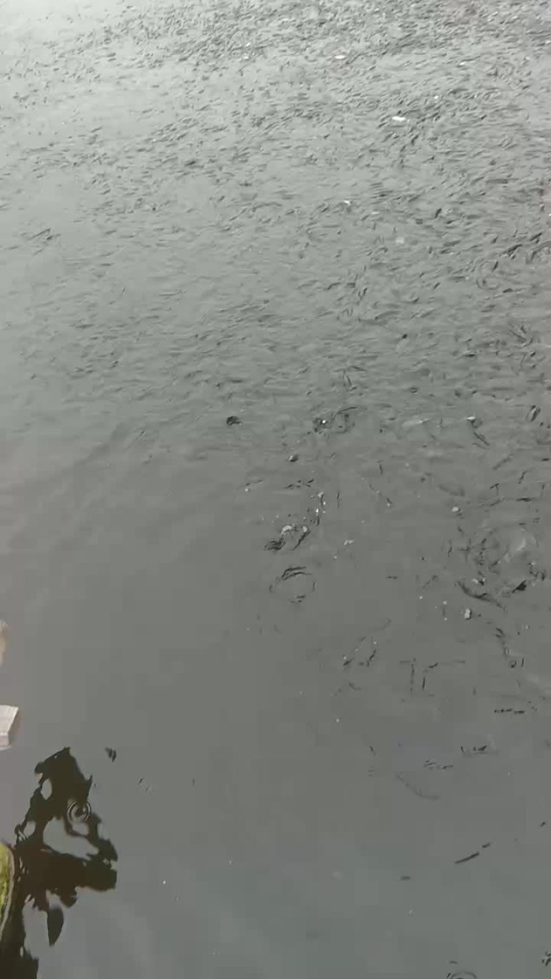 推荐今年新上市冷水柳根鱼10万斤