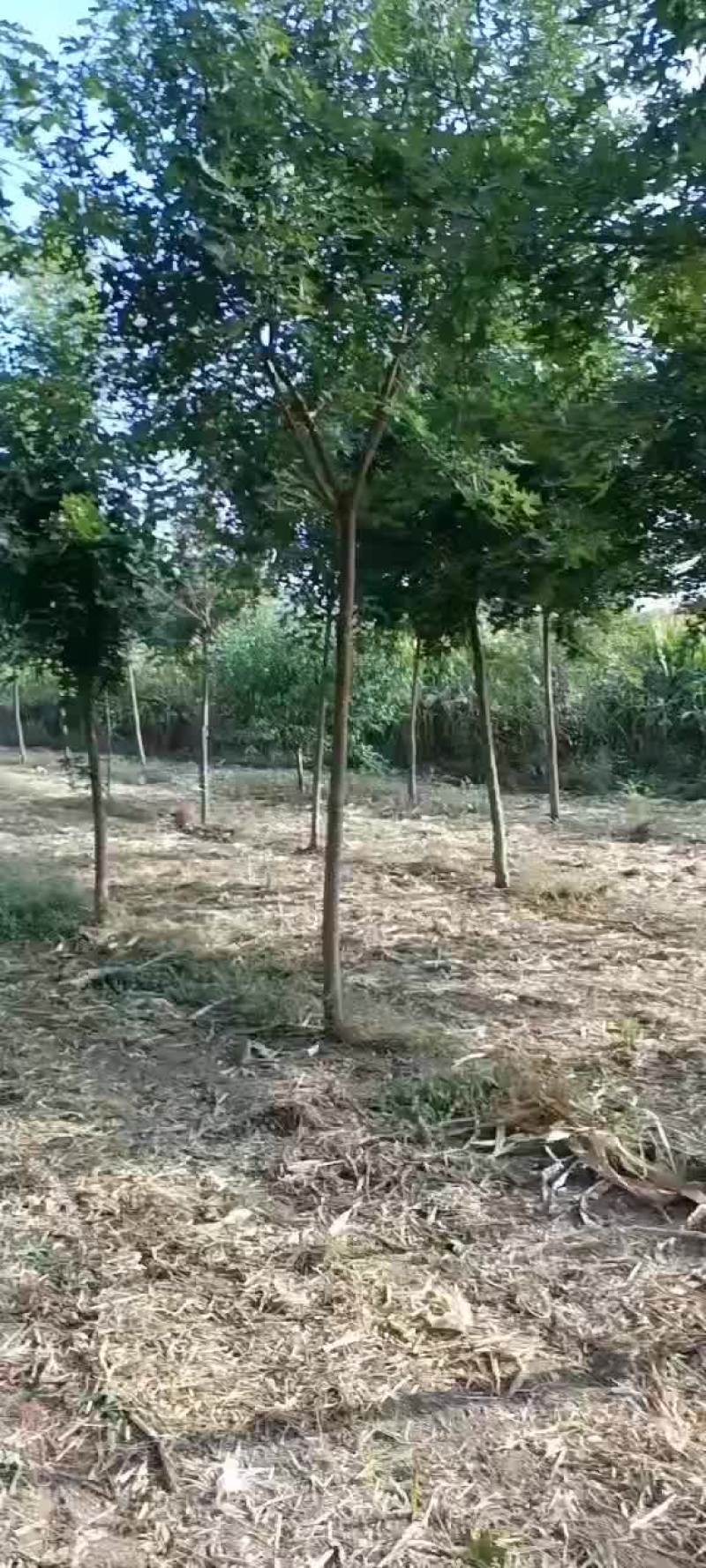 五角枫处理