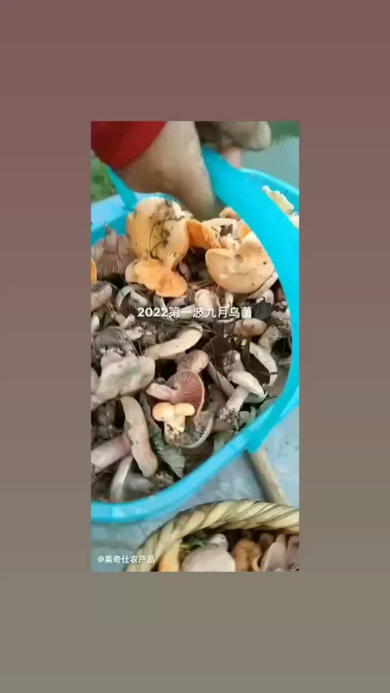 野生菌