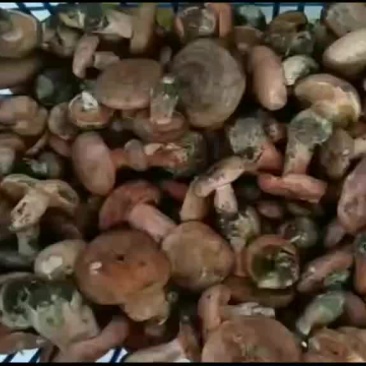 野生菌