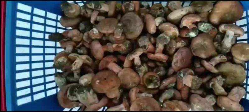 野生菌