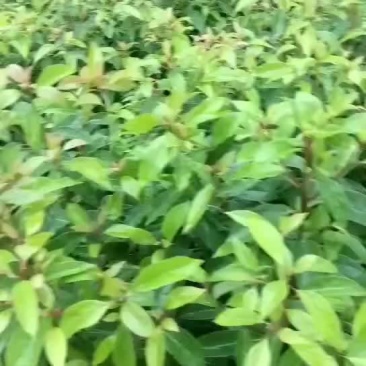 香樟苗