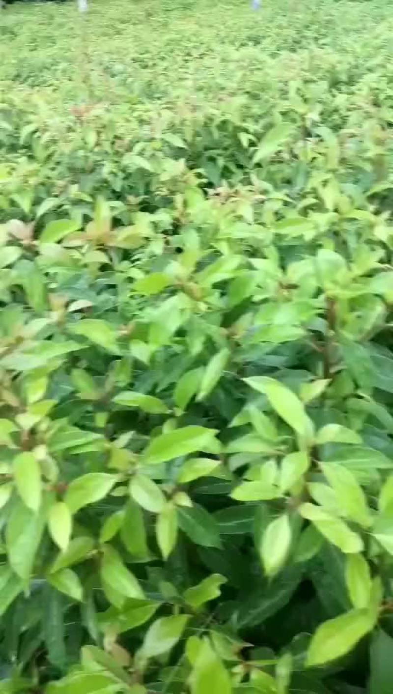 香樟苗