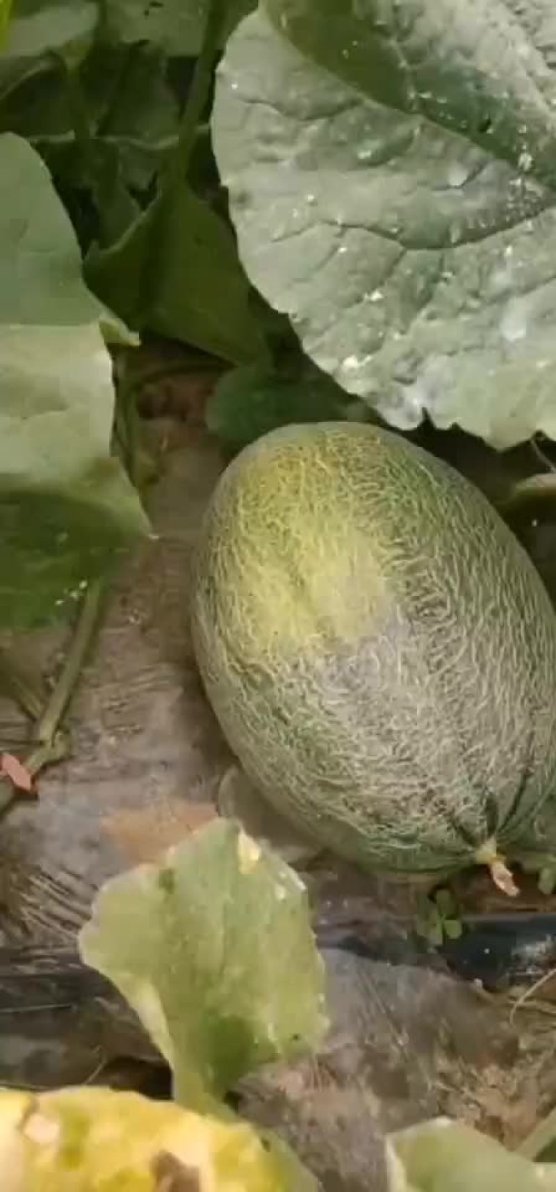 陕西秋延哈密瓜