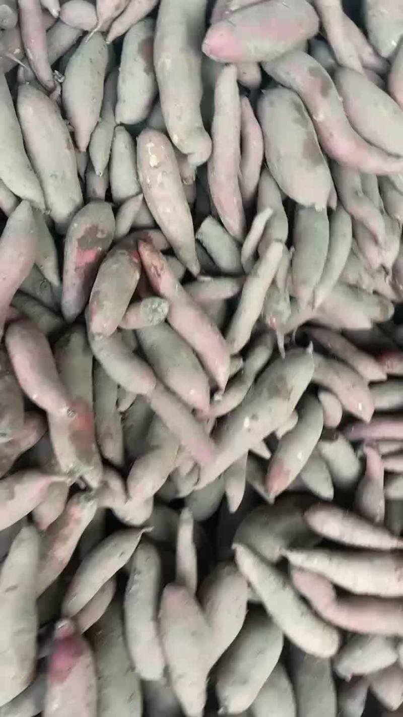 河北雄县红薯