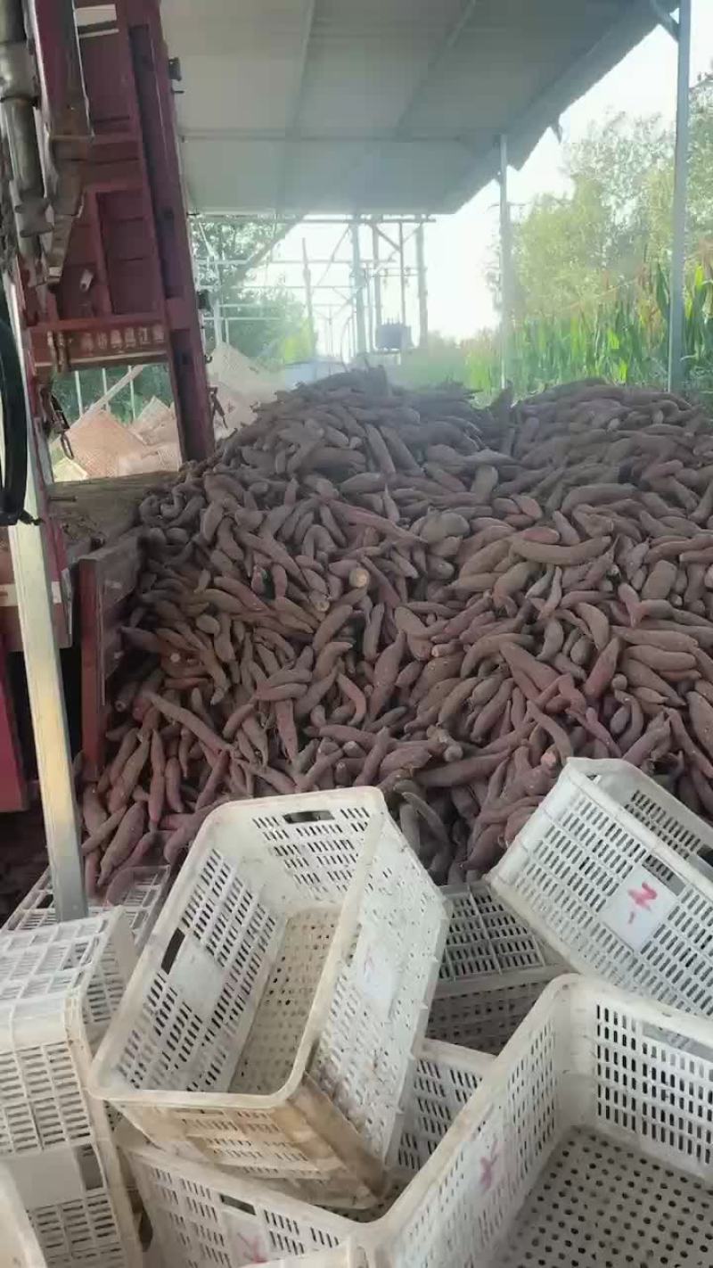 河北雄县红薯