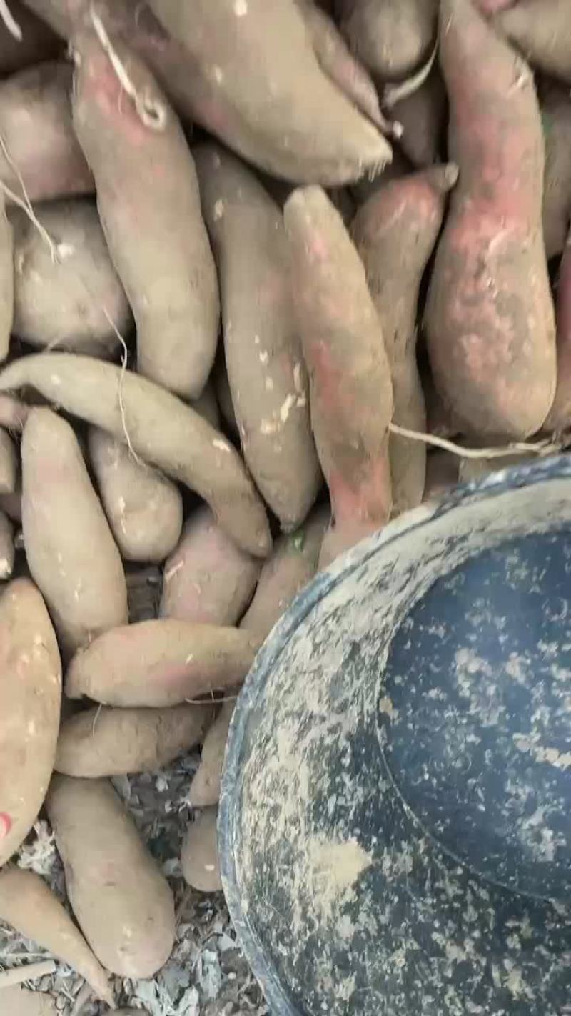 河北雄县红薯