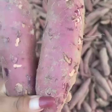 河北雄县红薯
