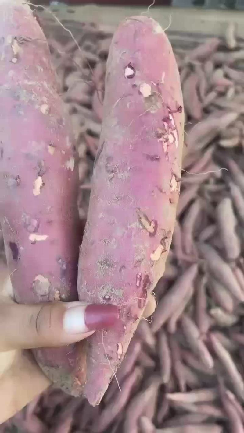 河北雄县红薯