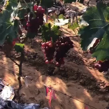 巨峰上市果甜粒大好货多多需要的联系