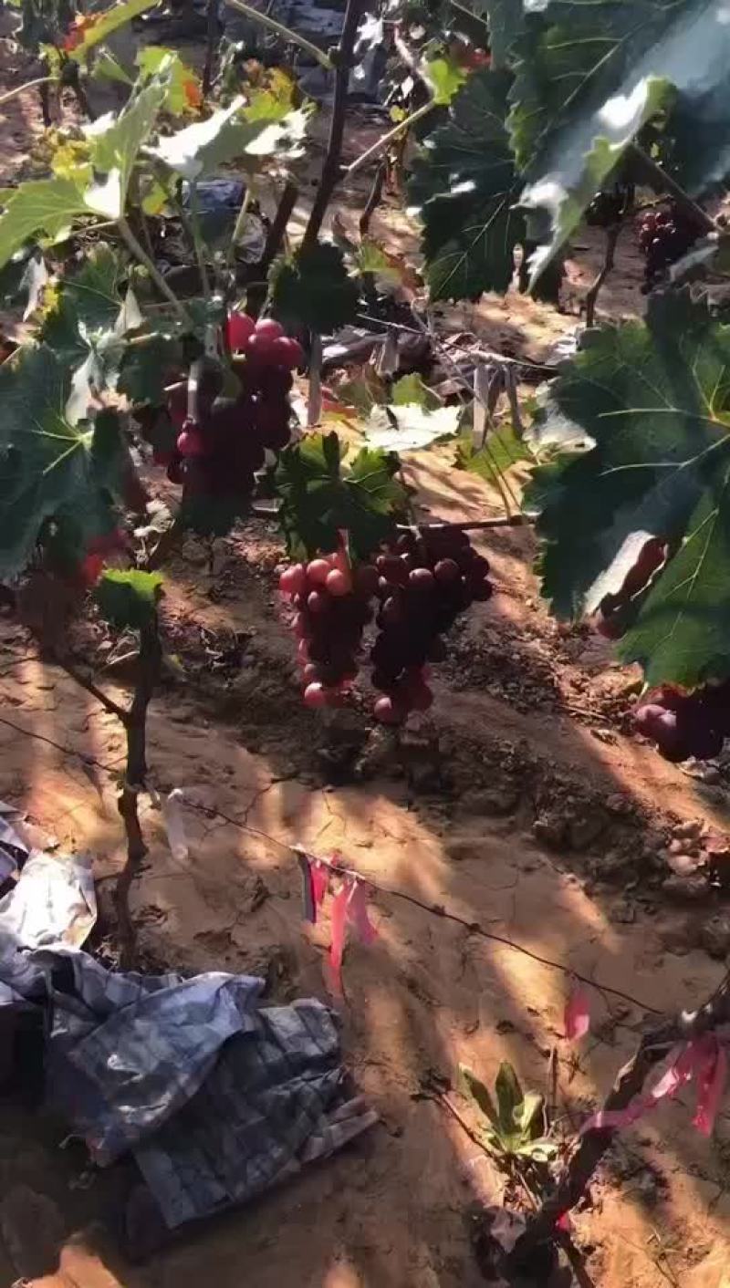 巨峰上市果甜粒大好货多多需要的联系