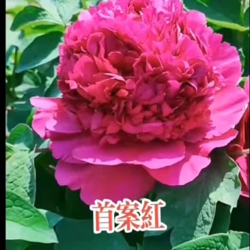 观赏1