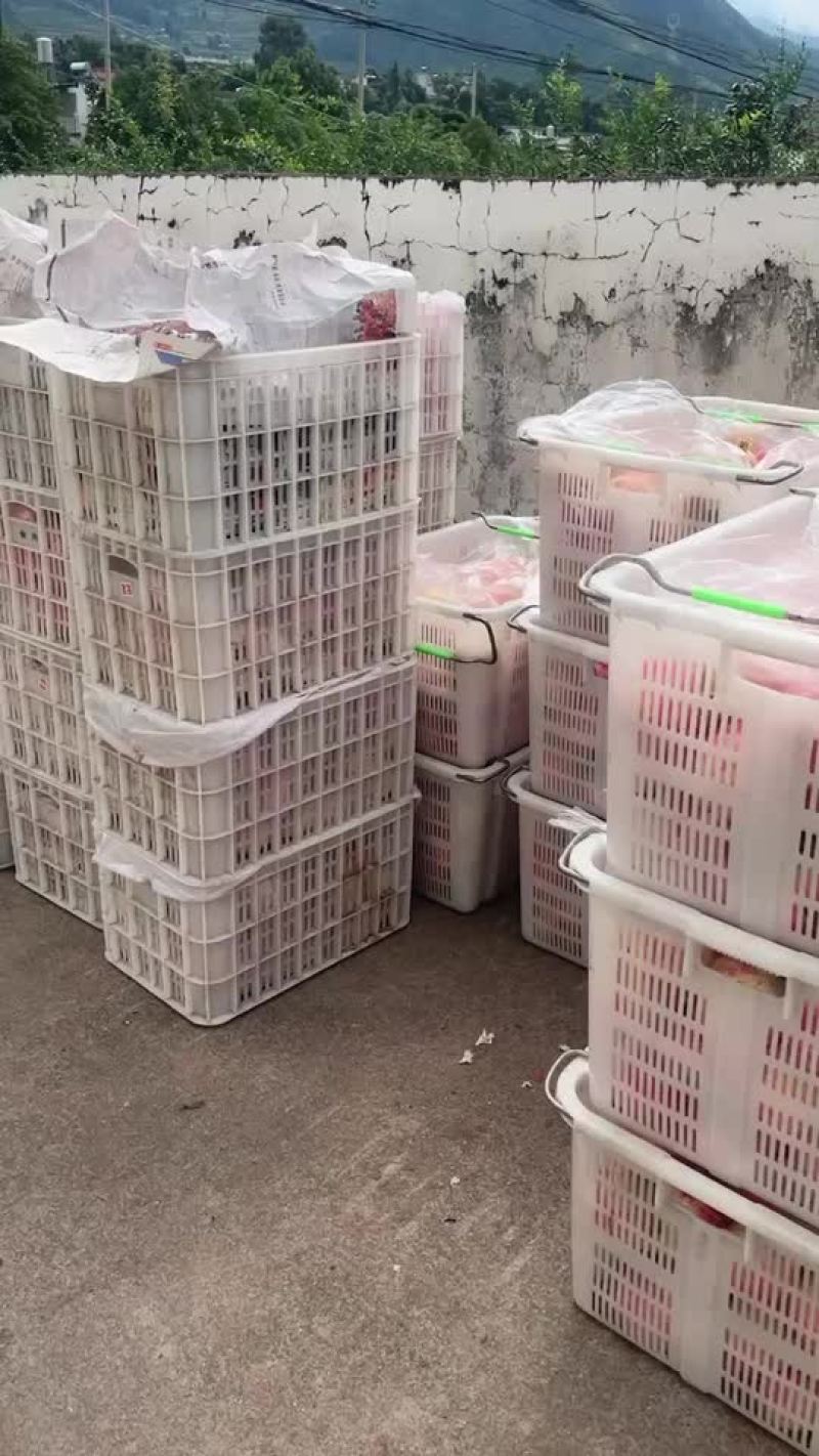 突尼斯软籽石榴