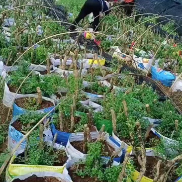 小叶黄杨占地老桩