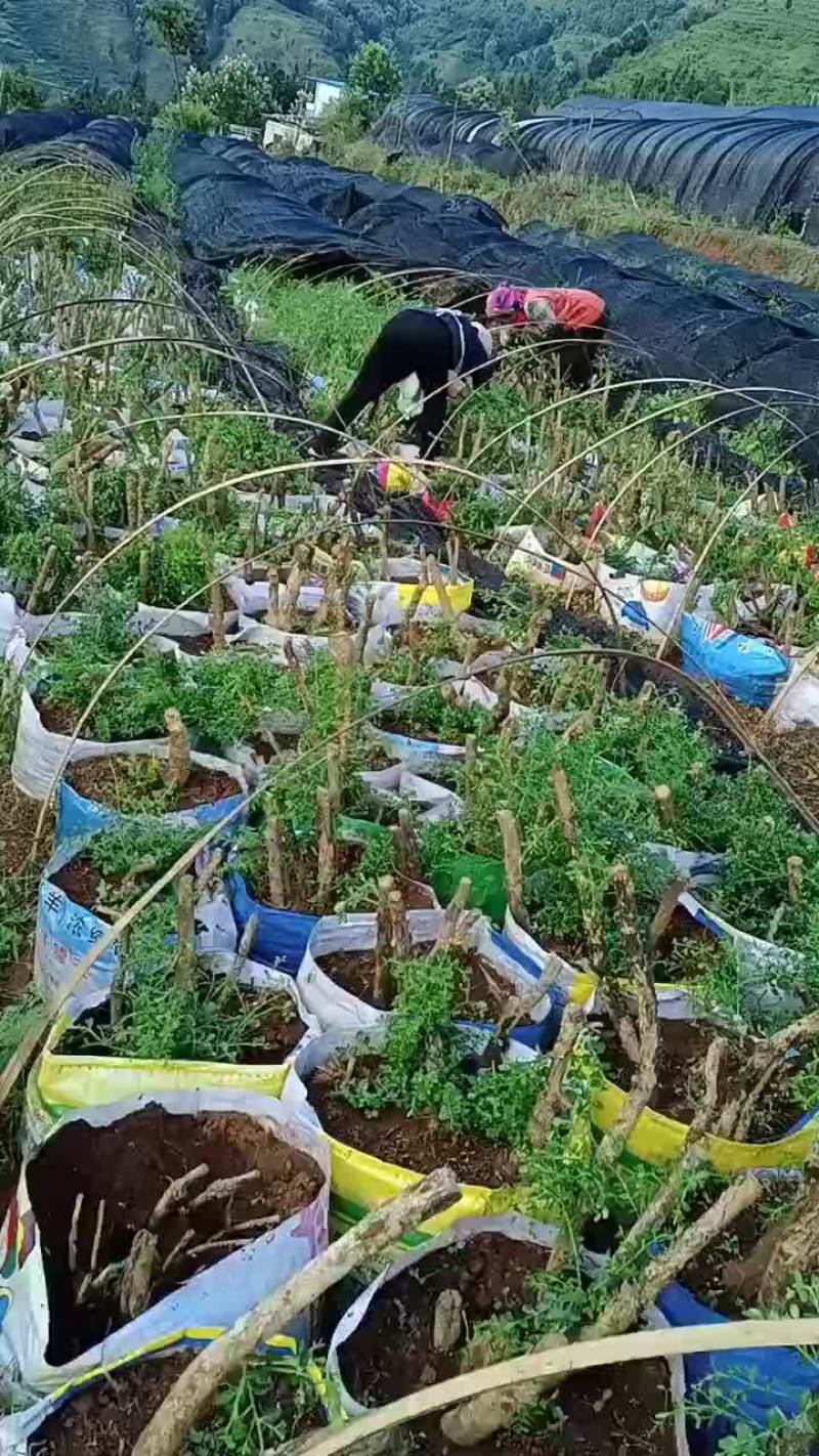 小叶黄杨占地老桩
