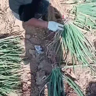 山地红葱
