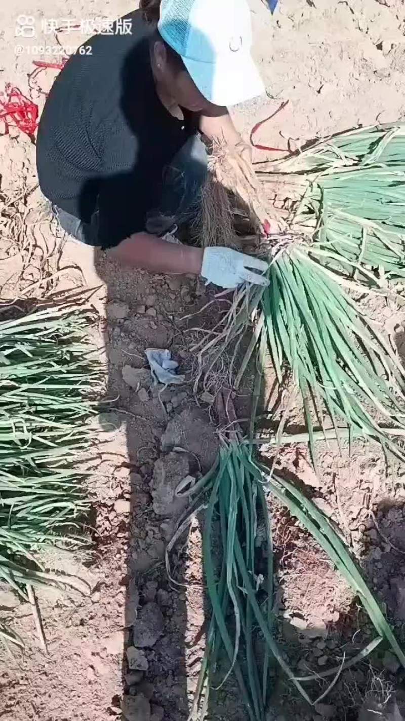 山地红葱