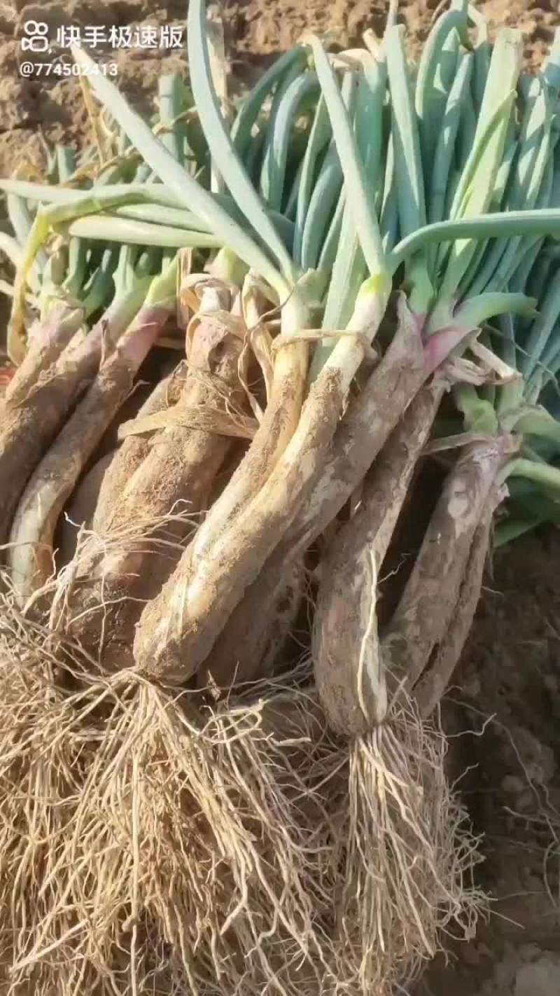 山地红葱