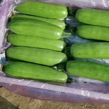 蔬菜