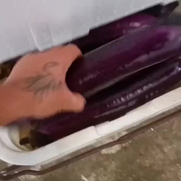紫长茄