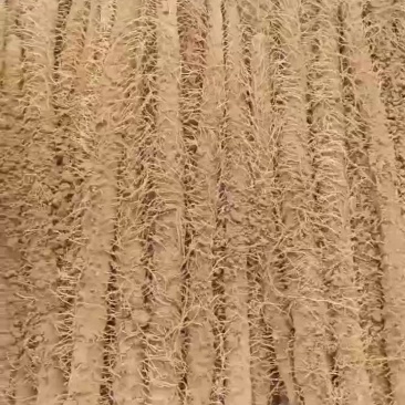 山药，麻山药，库存山药，山药，棒药，子药